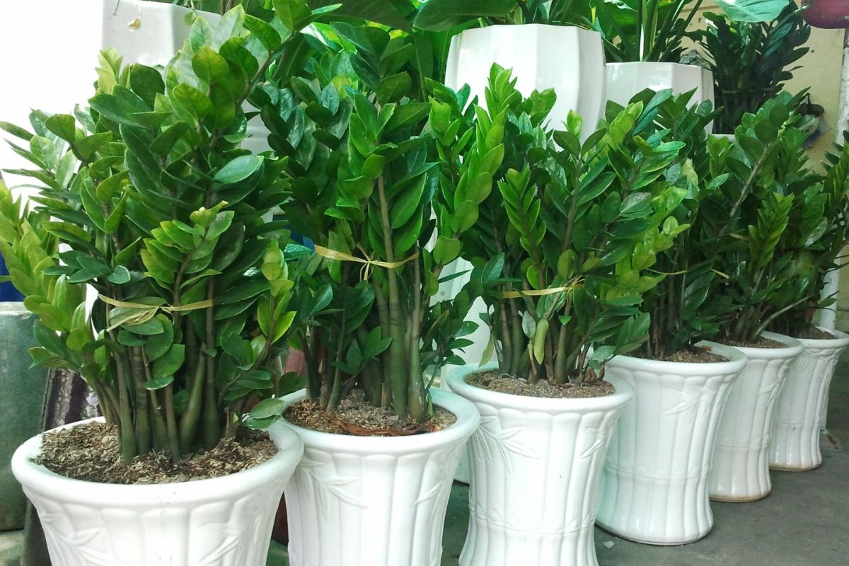 Cây Kim Tiền là loại cây trồng ban công chung cư mang tài lộc (Nguồn: Sưu tầm)